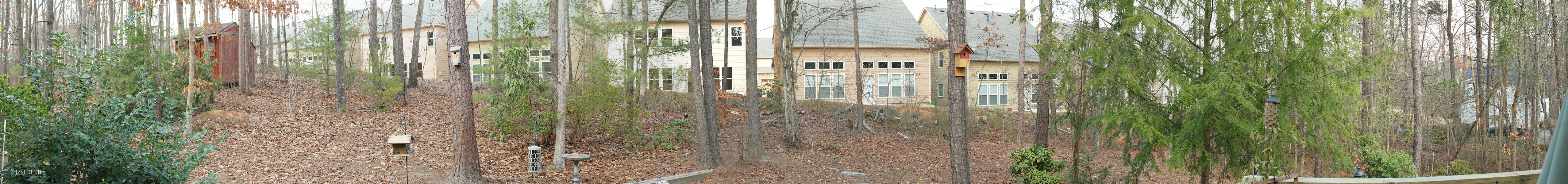 Backyard Panorama