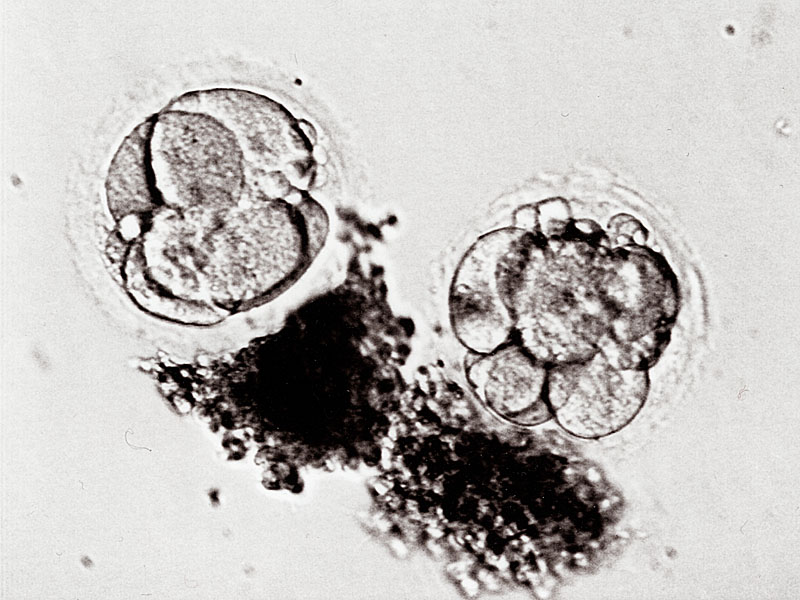 Two- or Three-Day-Old Embryos