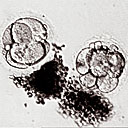 Embryos