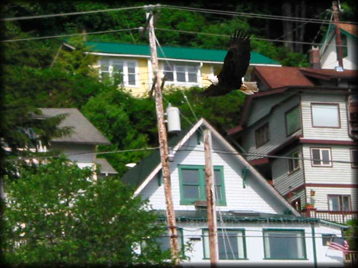 Bald Eagle Flying In Ketchikan