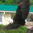Bald Eagle Flying In Ketchikan