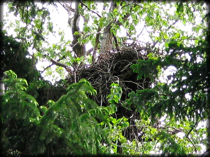 Eagle's Nest Along Chilkoot Trail