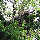 Eagle's Nest Along Chilkoot Trail