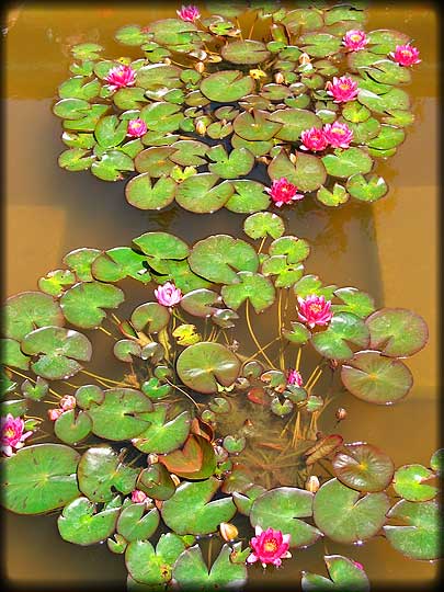 From The Italian Garden At Butchart Gardens