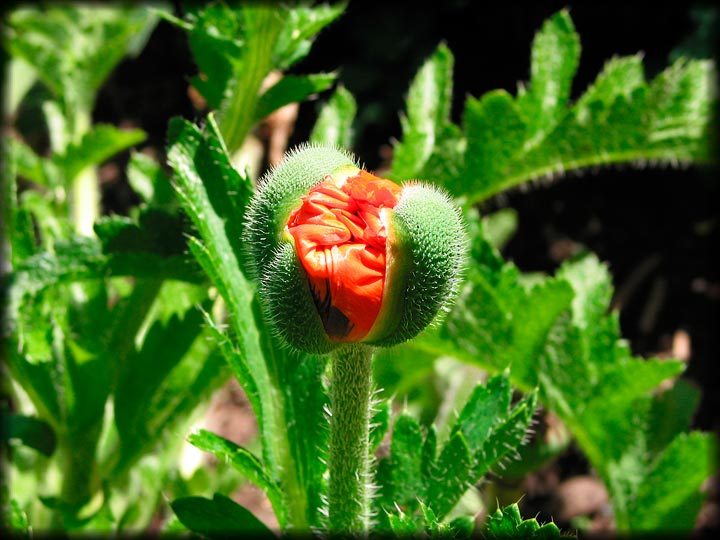 Oriental Poppy Close-Up