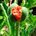 Oriental Poppy Close-Up