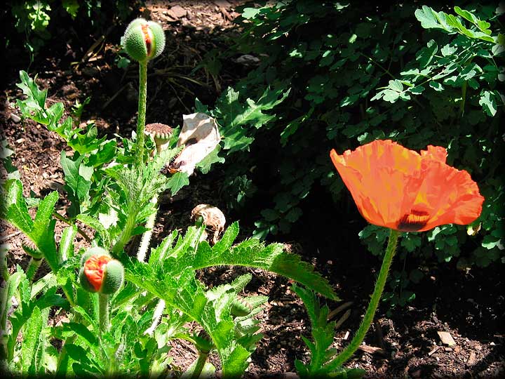 Grouping Of Oriental Poppies From Which Previous Photo Was Taken