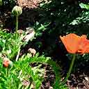 Grouping Of Oriental Poppies From Which Previous Photo Was Taken