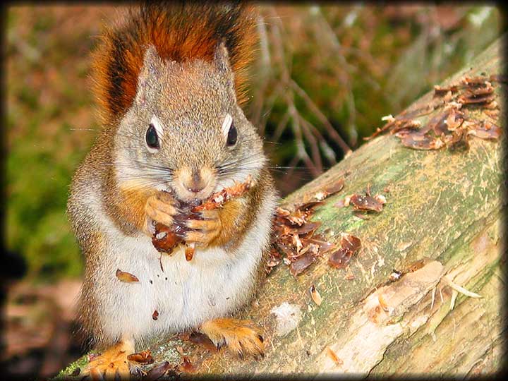 Squirrel On Chilkoot Trail