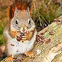 Squirrel On Chilkoot Trail