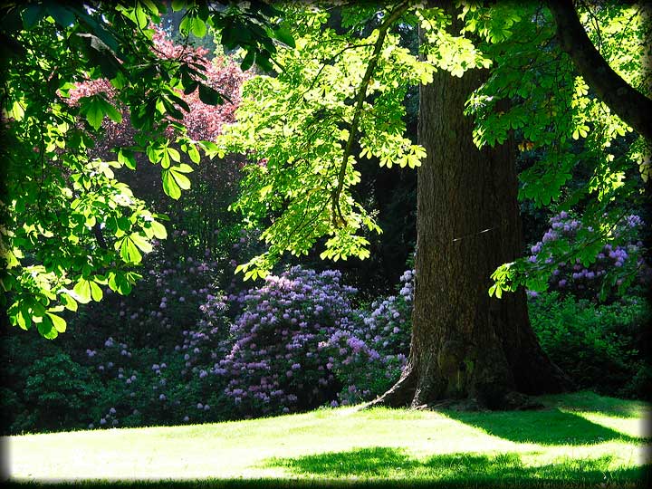 Nice Landscape Shot Taken In Stanley Park