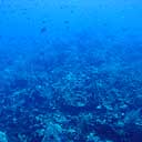 Coral Underwater