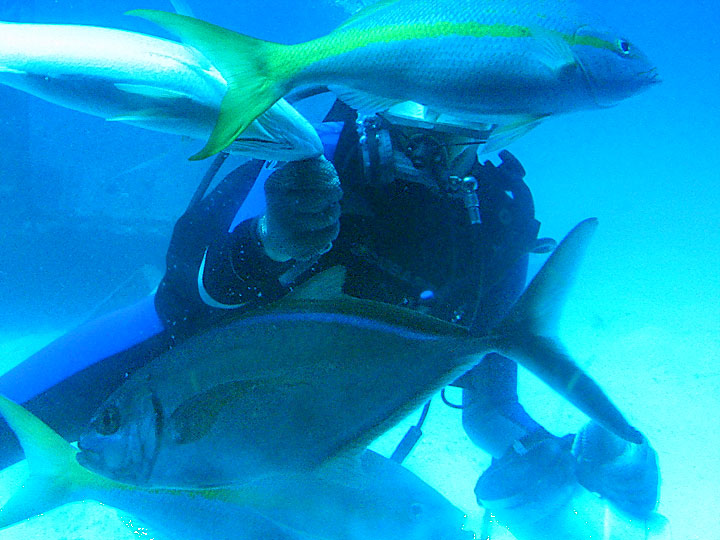 Diver Feeding Fish