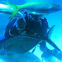 Diver Feeding Fish