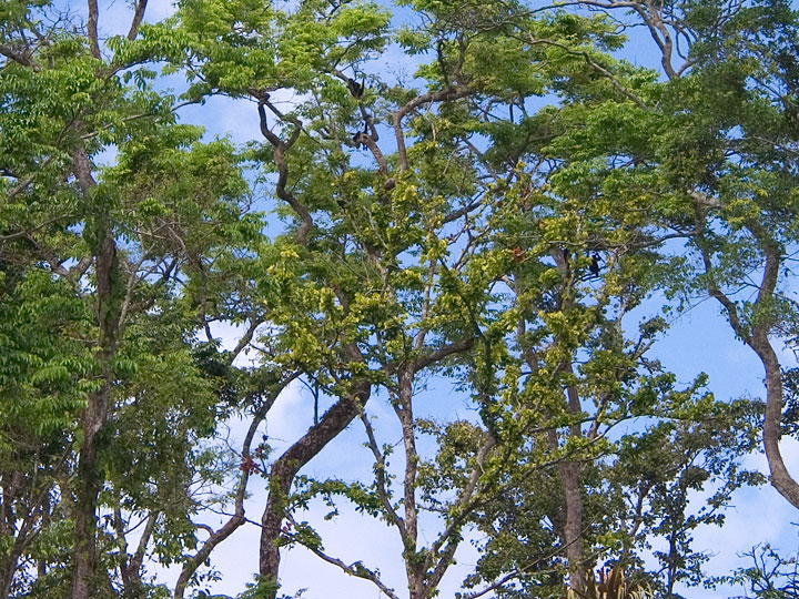 Howler Monkeys