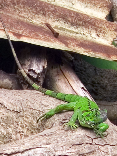 Iguana