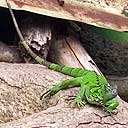 Iguana