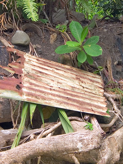 Iguanas