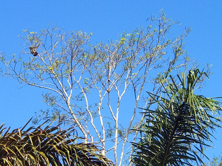 Sloth In Tree