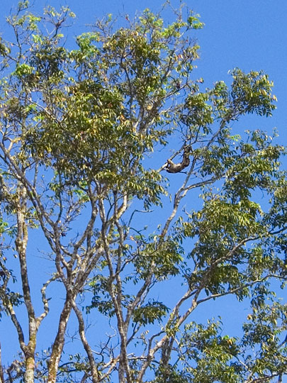 Sloth Hanging Upside Down