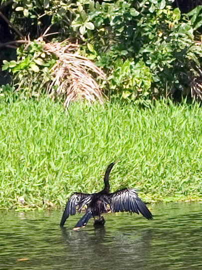 Snake-Neck Bird