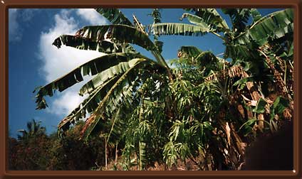 Banana Tree