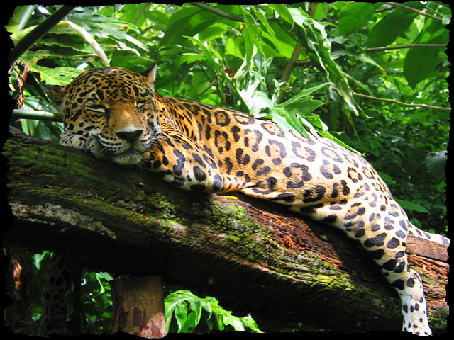 Jaguar Named Tica