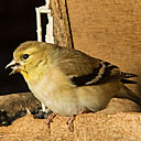 American Goldfinch (Female)