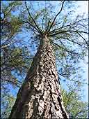 Tall Georgia Pine