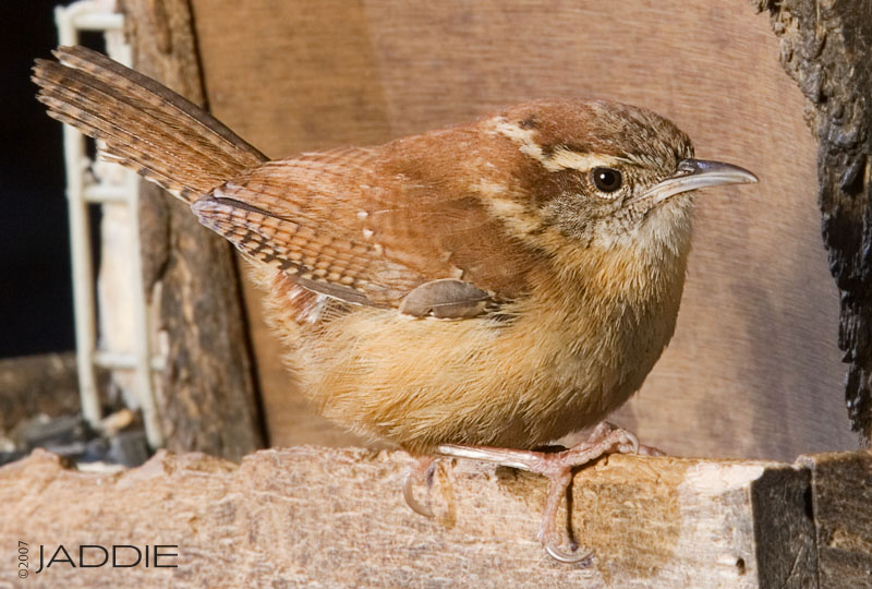 Carolina Wren