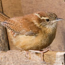 Carolina Wren