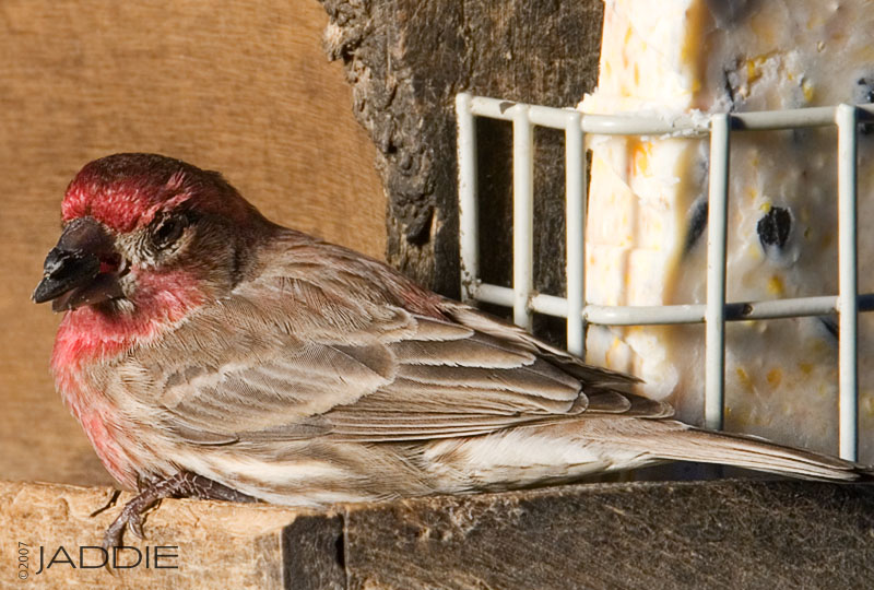 House Finch (Male)