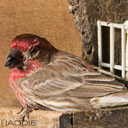 House Finch