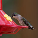 Hummer Feeding