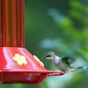 Hummingbird Feeding