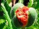 Oriental Poppy At The Butchart Gardens