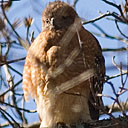 Red-Shouldered Hawk 8289 