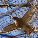 Red-Shouldered Hawk 8319 