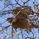 Red-Shouldered Hawk 8322 