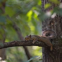 Heat-Zonked Squirrel