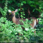 We were on our way out when we encountered this visitor beside our driveway
