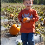 Pumpkins in a patch
