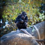 Mama & baby at Zoo Atlanta