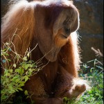 Orangutan at Zoo Atlanta