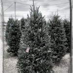 Our tree
