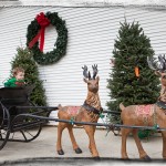 On Santa’s sleigh at Thompson’s Tree Farm
